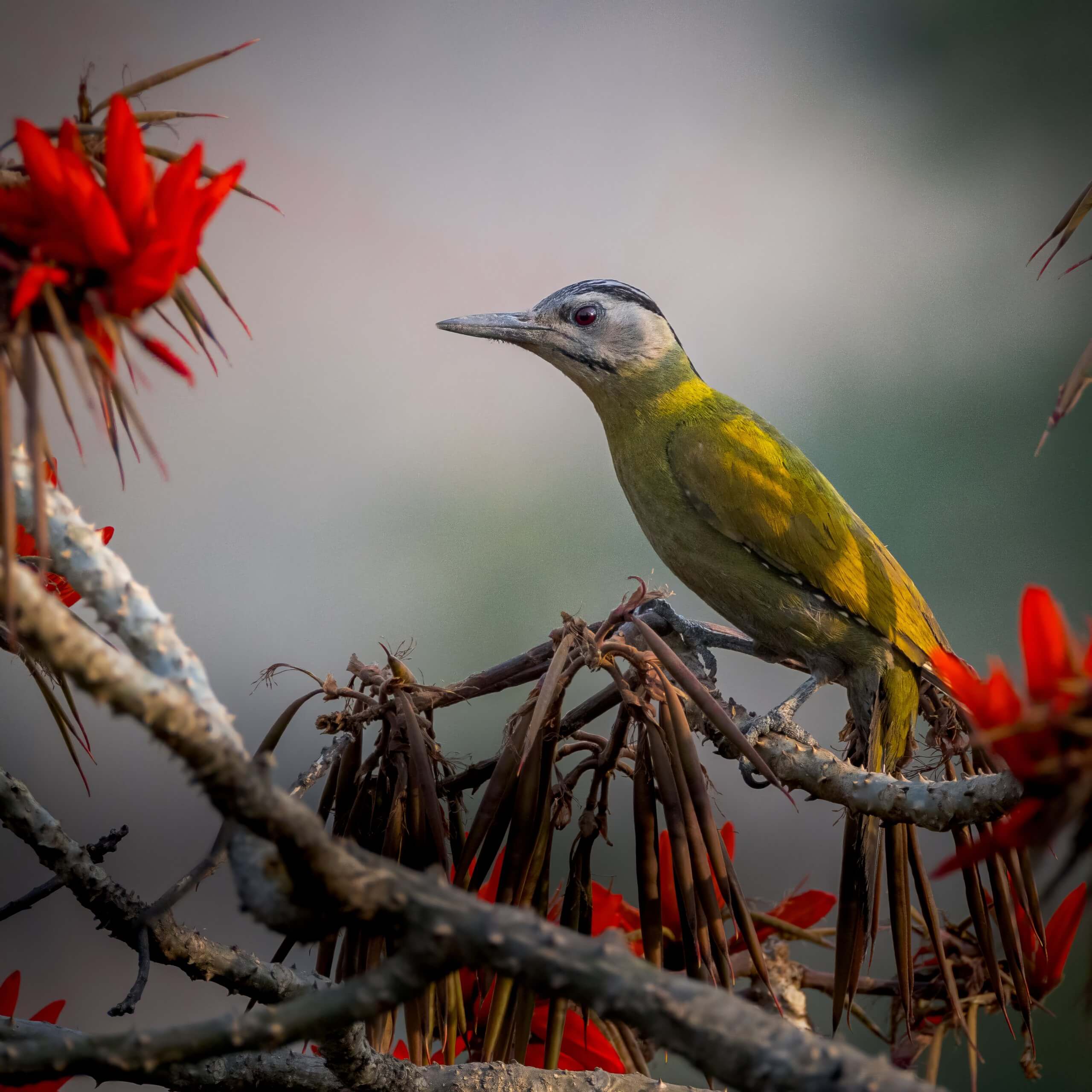 Gray Headed Woodpecker Topaz