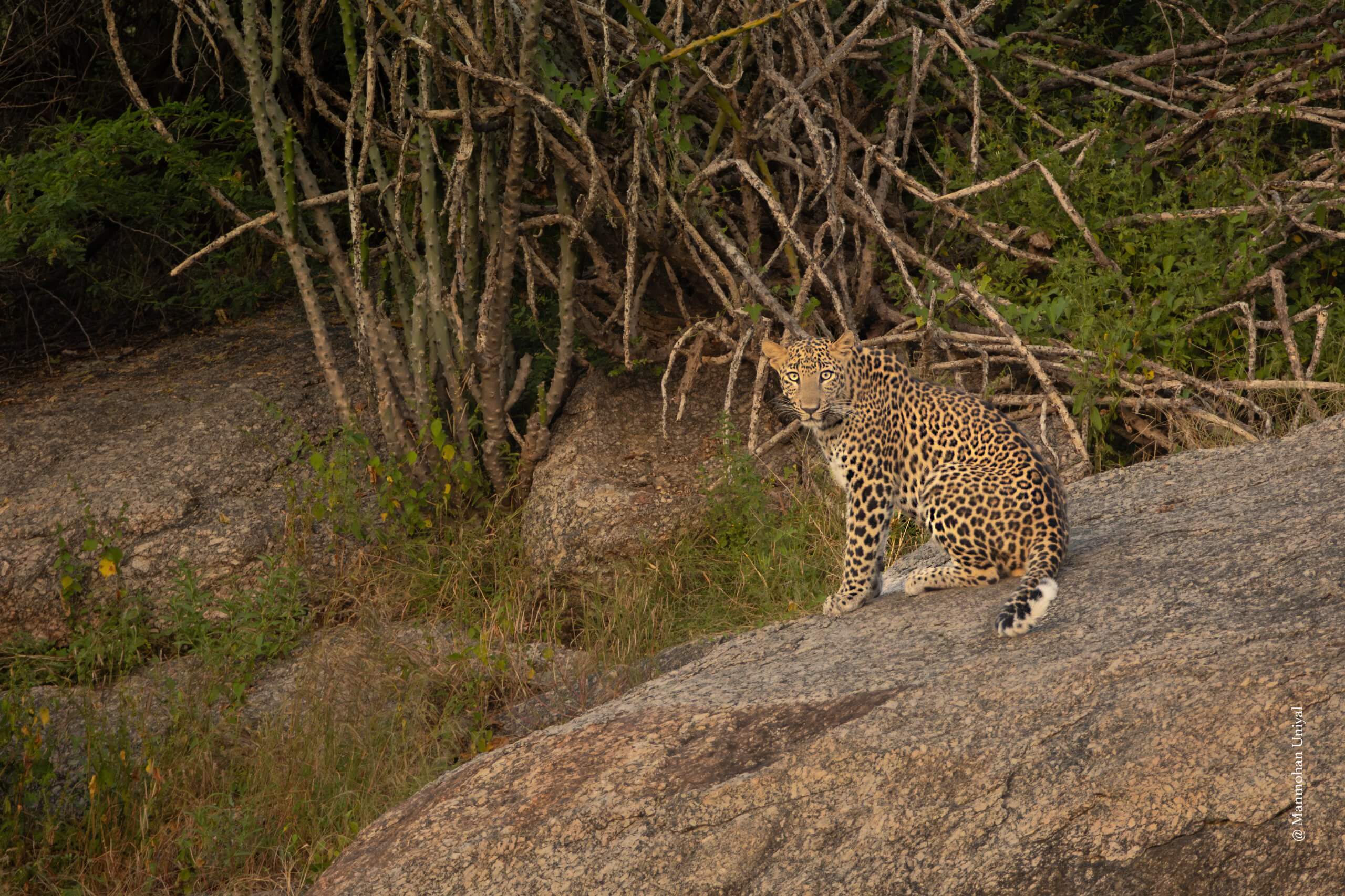 Subadult Leopard Sitting Jawai