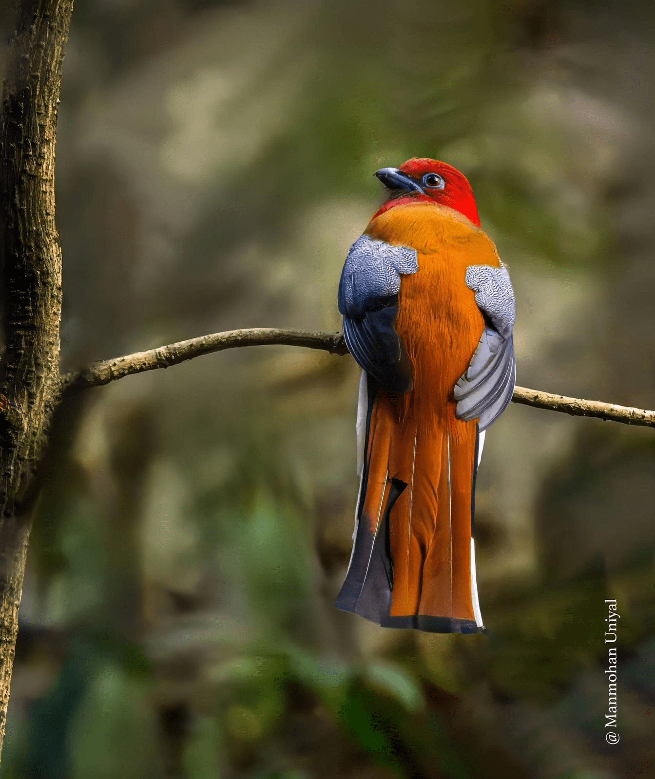 Red-headed Trogon