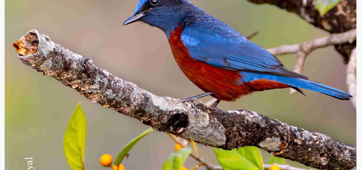 Chesnut-bellied Rockthrush-FSN