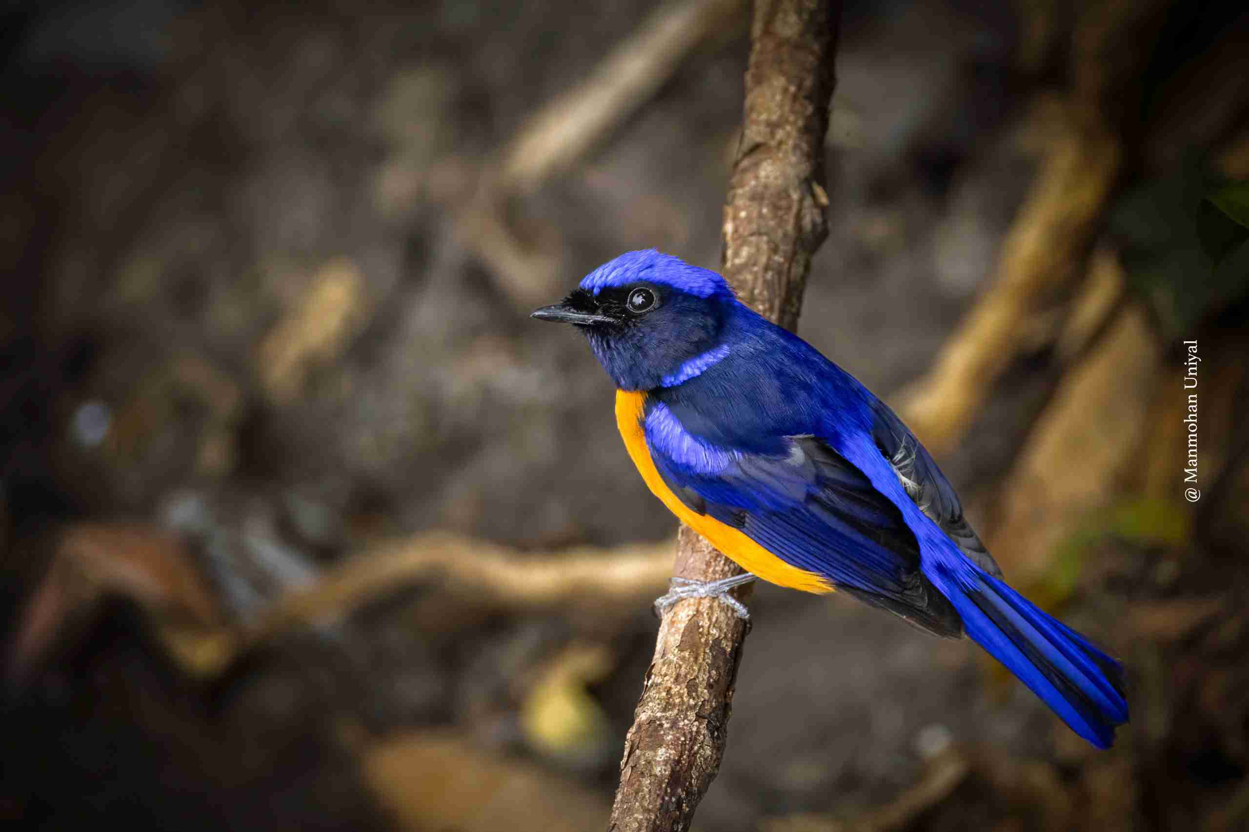 Rufous-fronted Niltava