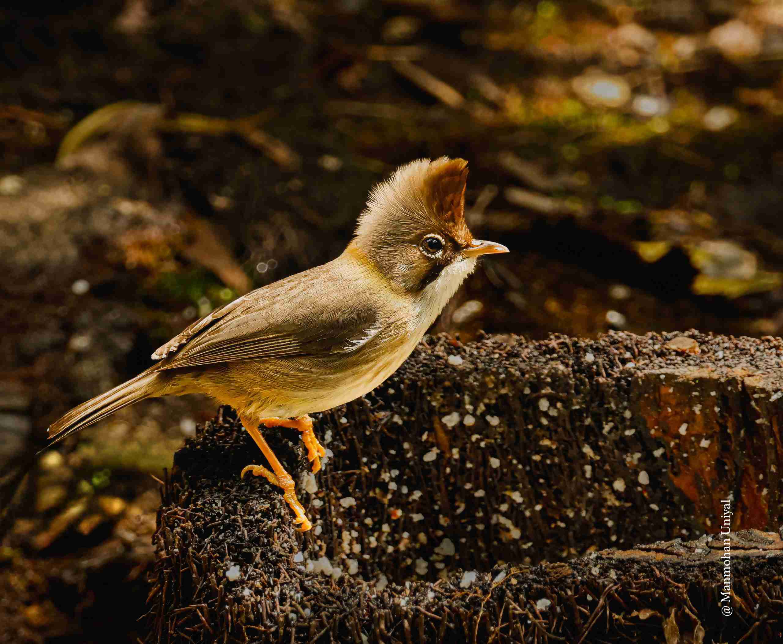 Whiskered Yuhina-FB