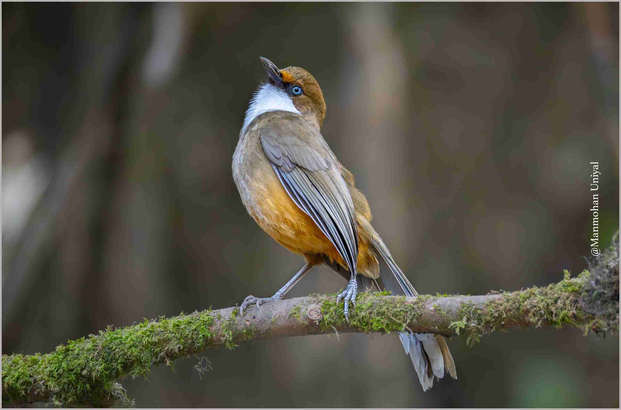 White-throated Laughingthrush