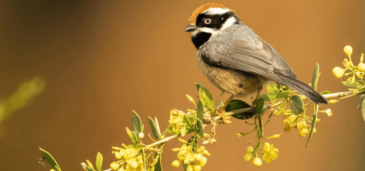 Black-throated Tit