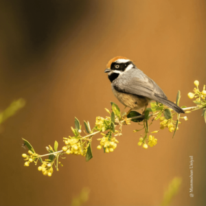 Black-throated Tit