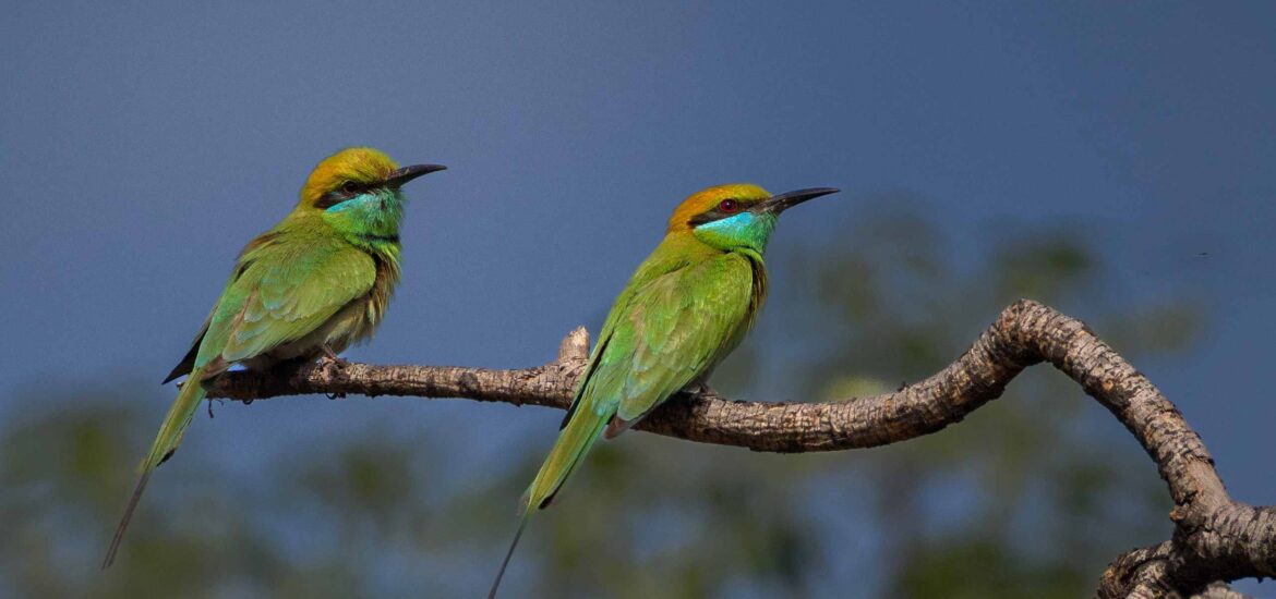 Asian Green Bee-Eater-Pair.-topaz