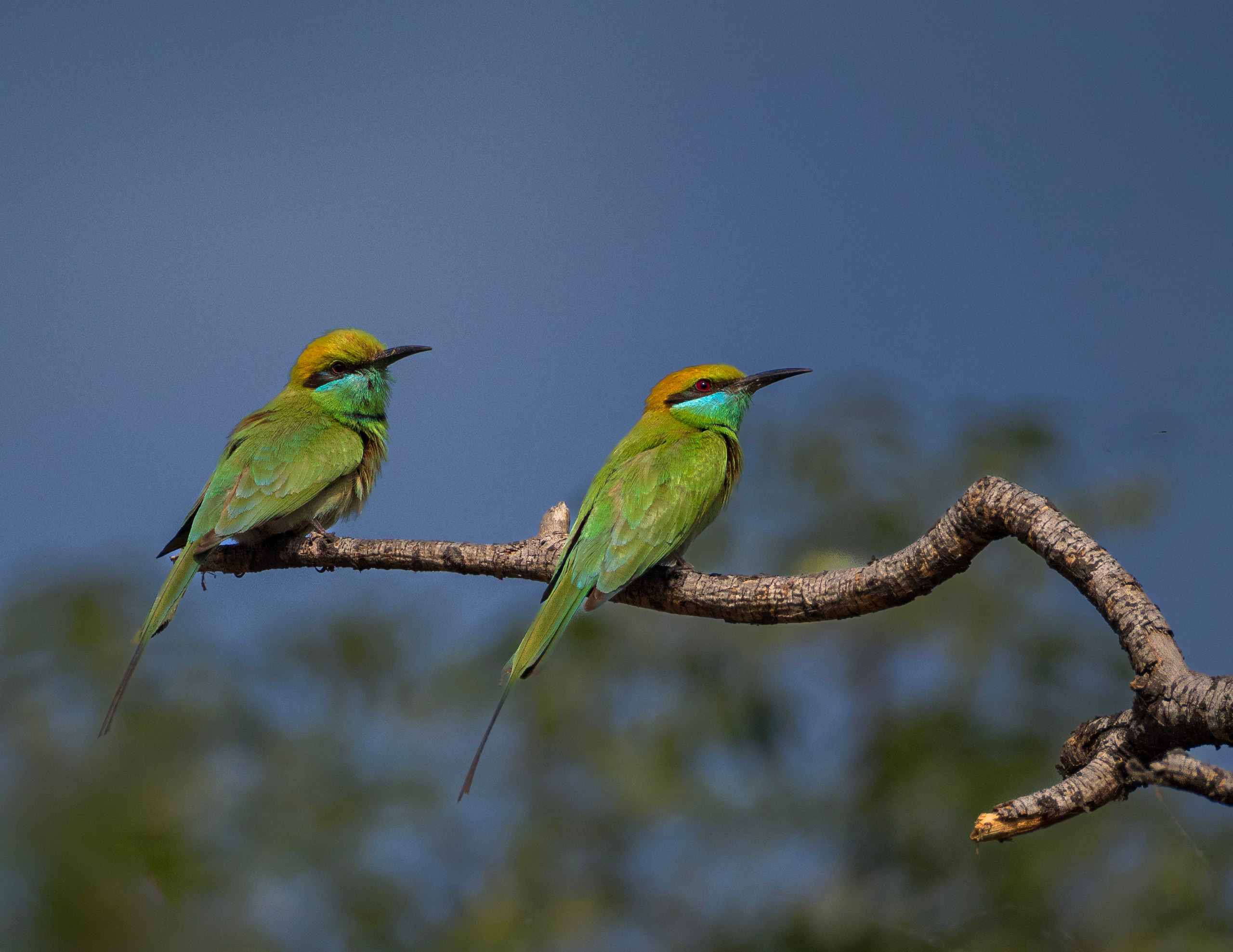 Asian Green Bee-Eater-Pair.-topaz
