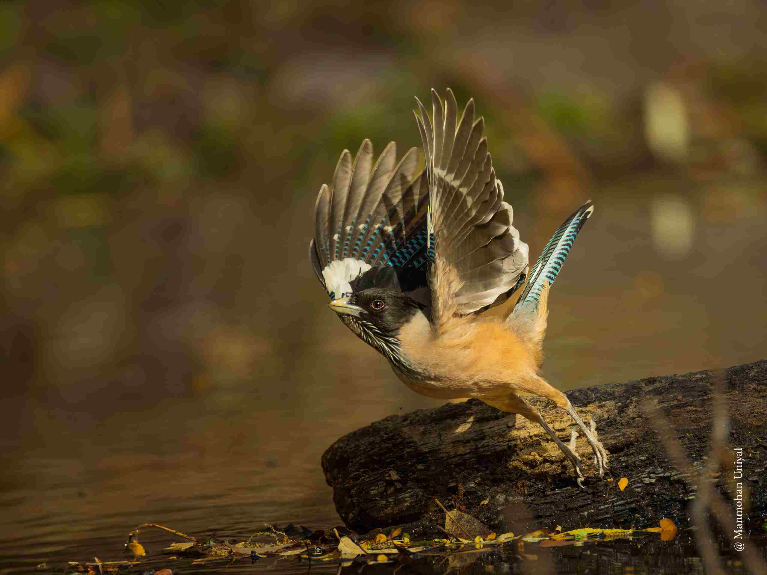 Black-headed jay-E
