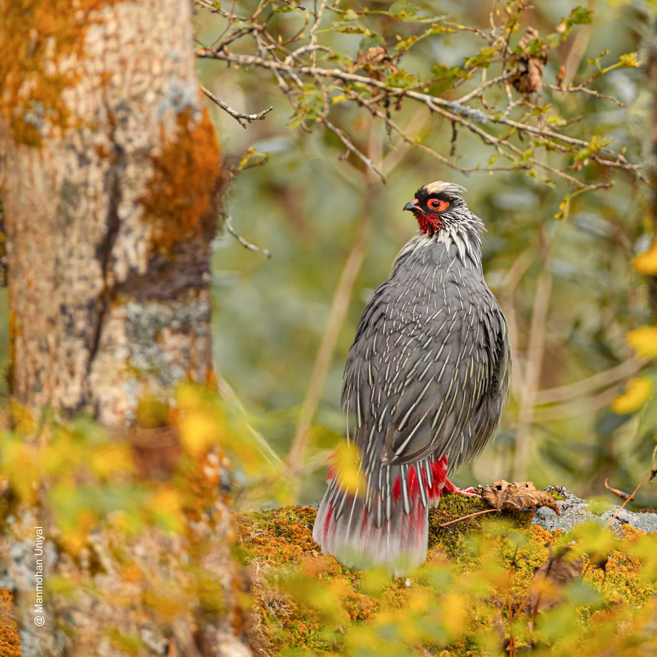 Blood Pheasant in Sikkim