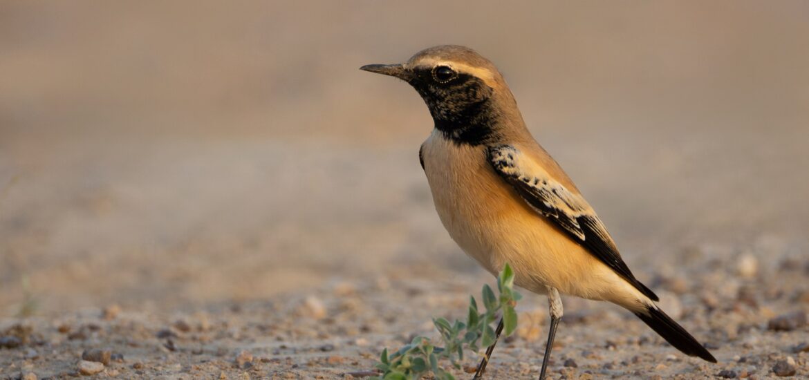 Dessert Lark-Jaisalmer