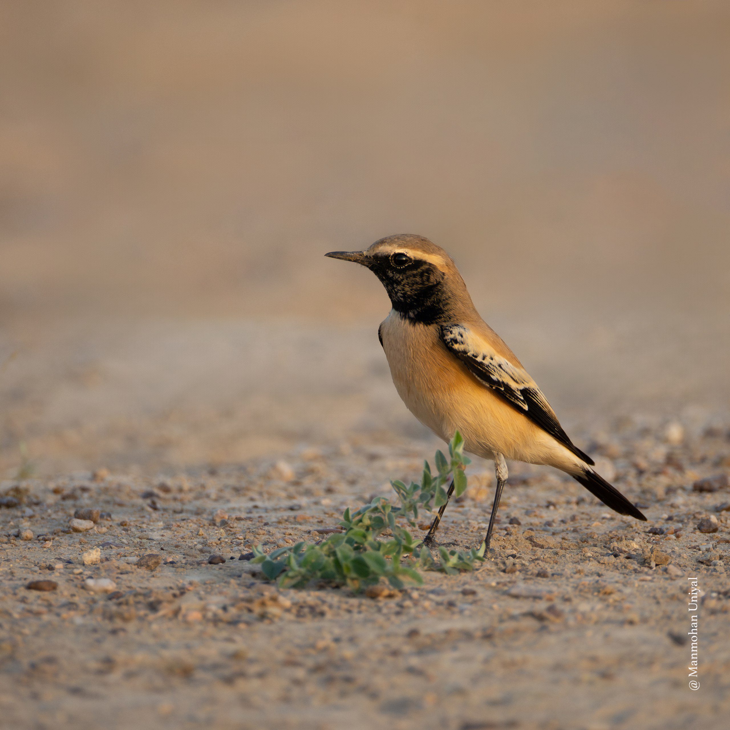 Dessert Lark-Jaisalmer