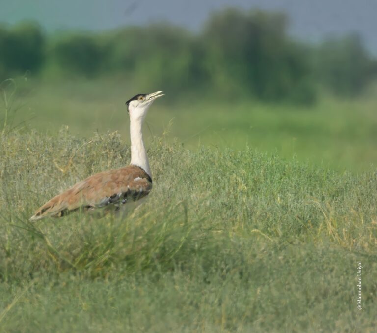 GIB-Jaisalmer-2