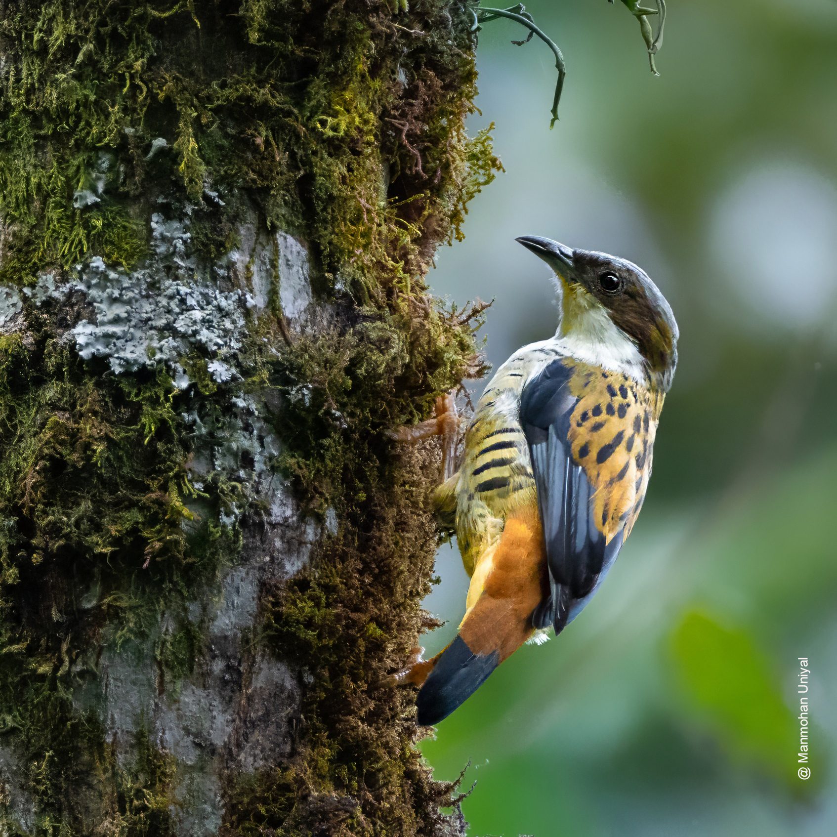 Himalayan Cutia- Sikkim