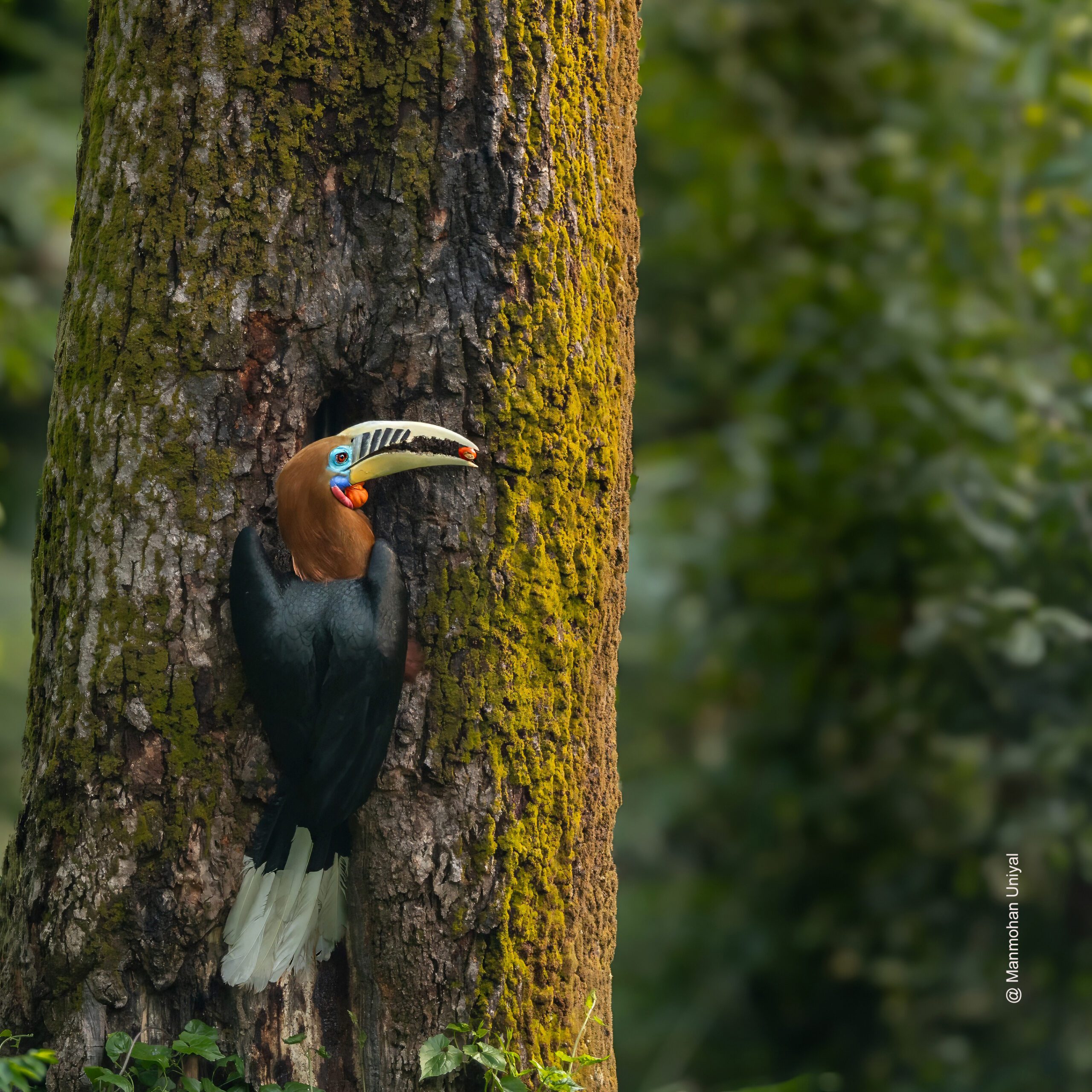 Rufous-necked Hornbill