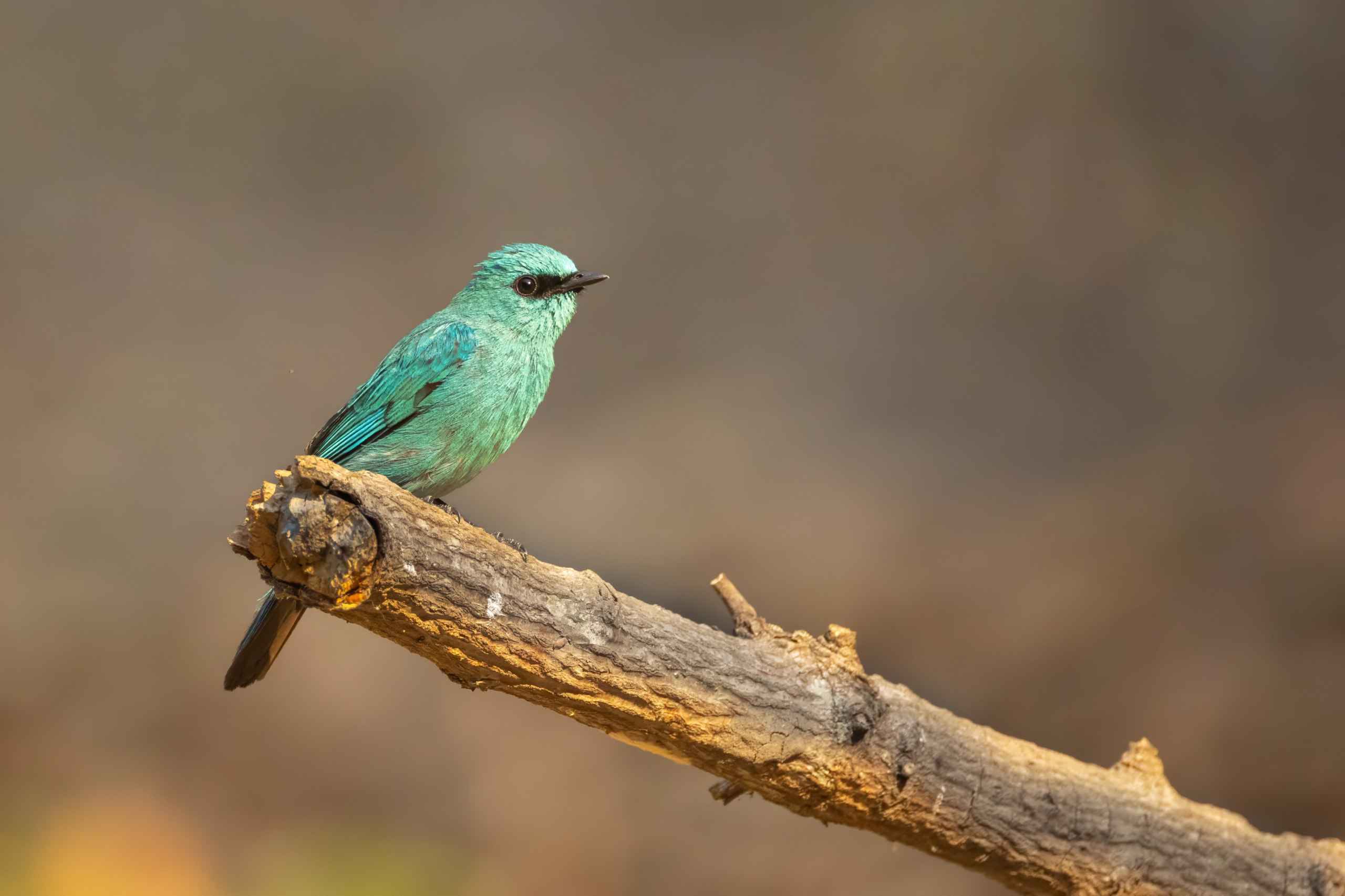 Verditer Flycatcher-Full
