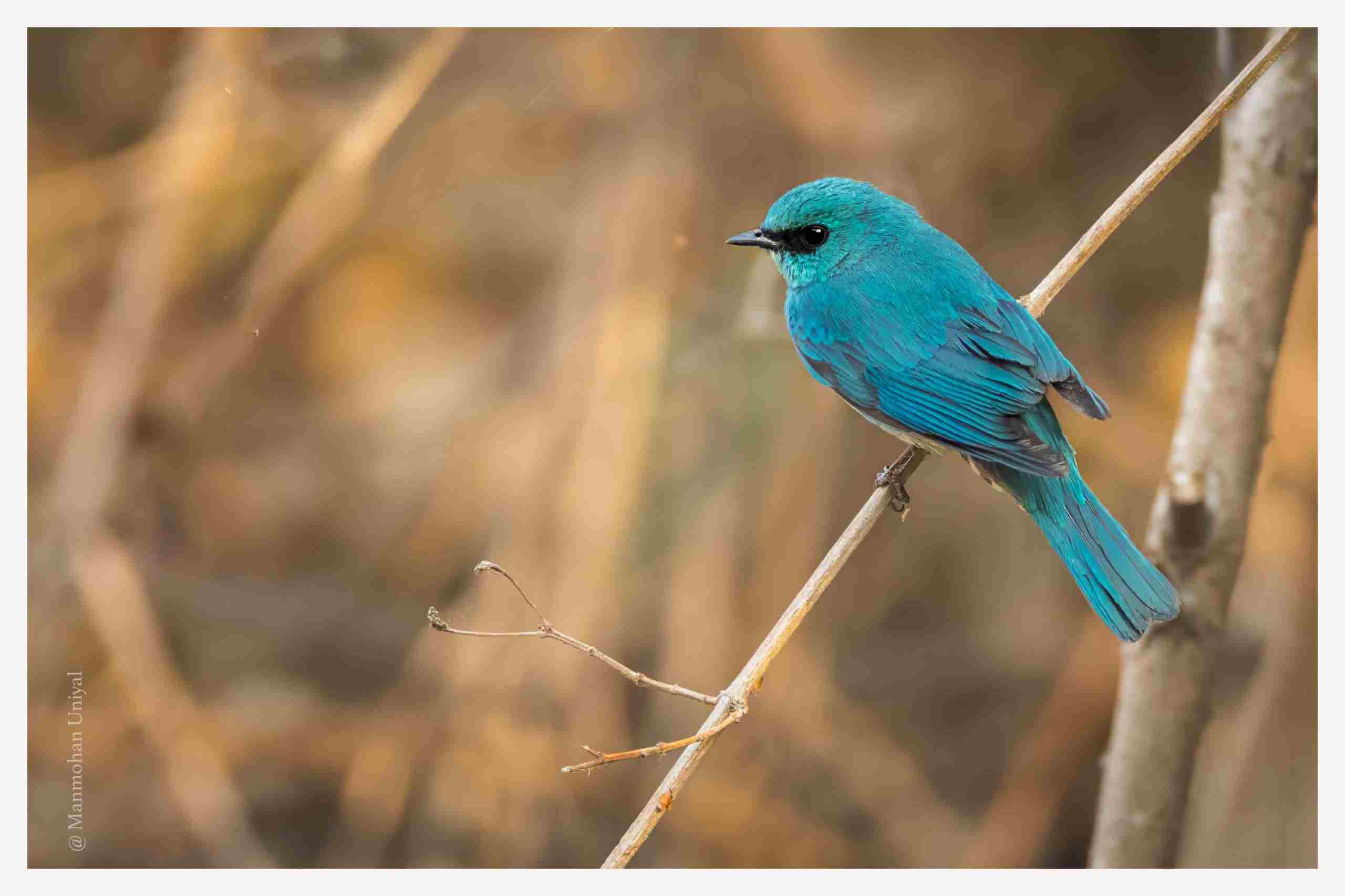 Verditer Flycatcher-Looking down-E