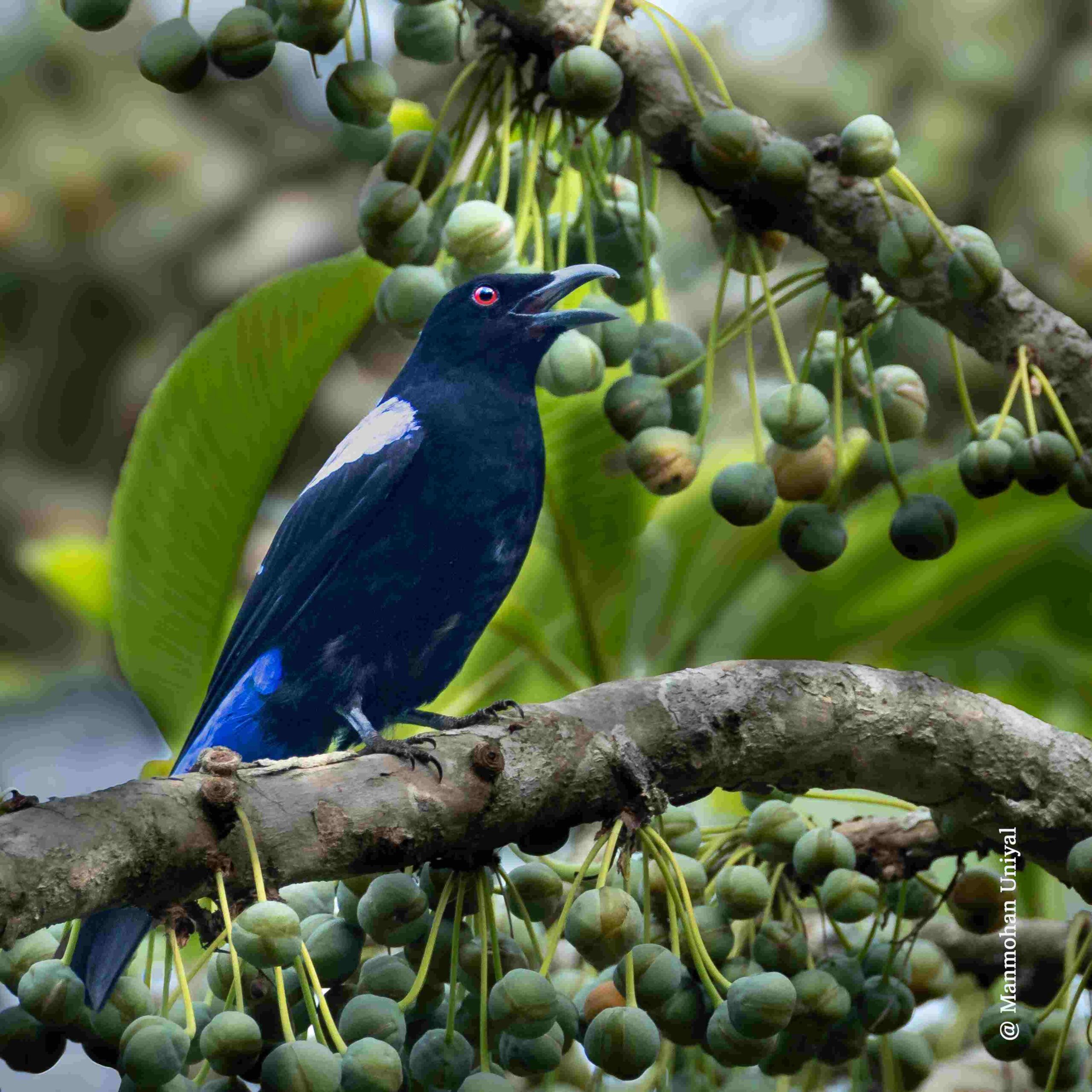 manas-national-park-a-hidden-birding-gem-in-assam