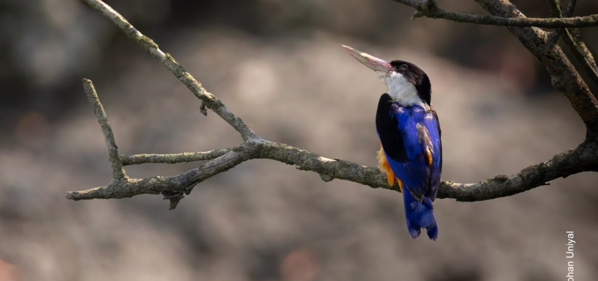 Birdwatching in Sundarbans