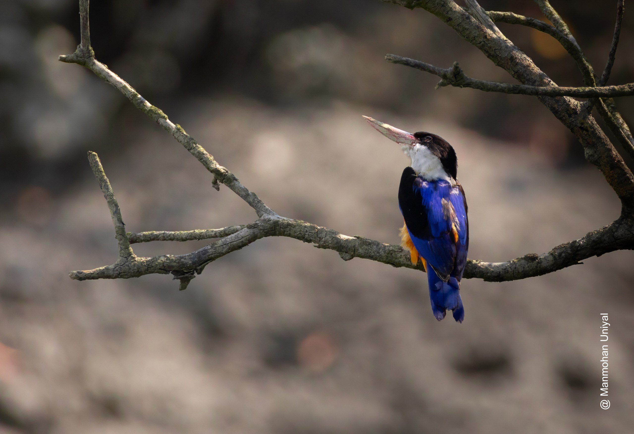 Birdwatching in Sundarbans