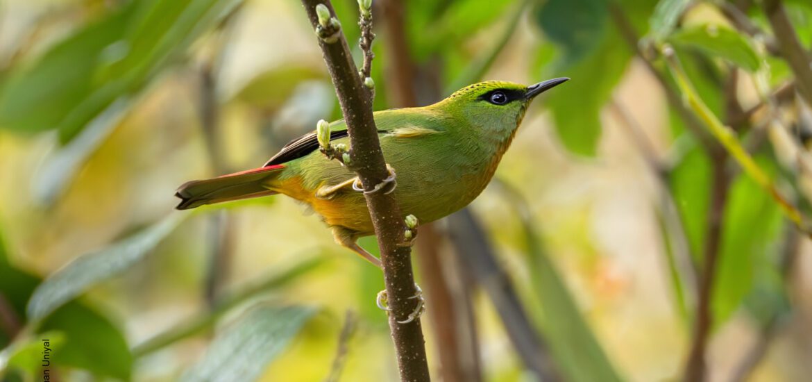 Fire-tailed Myzornis