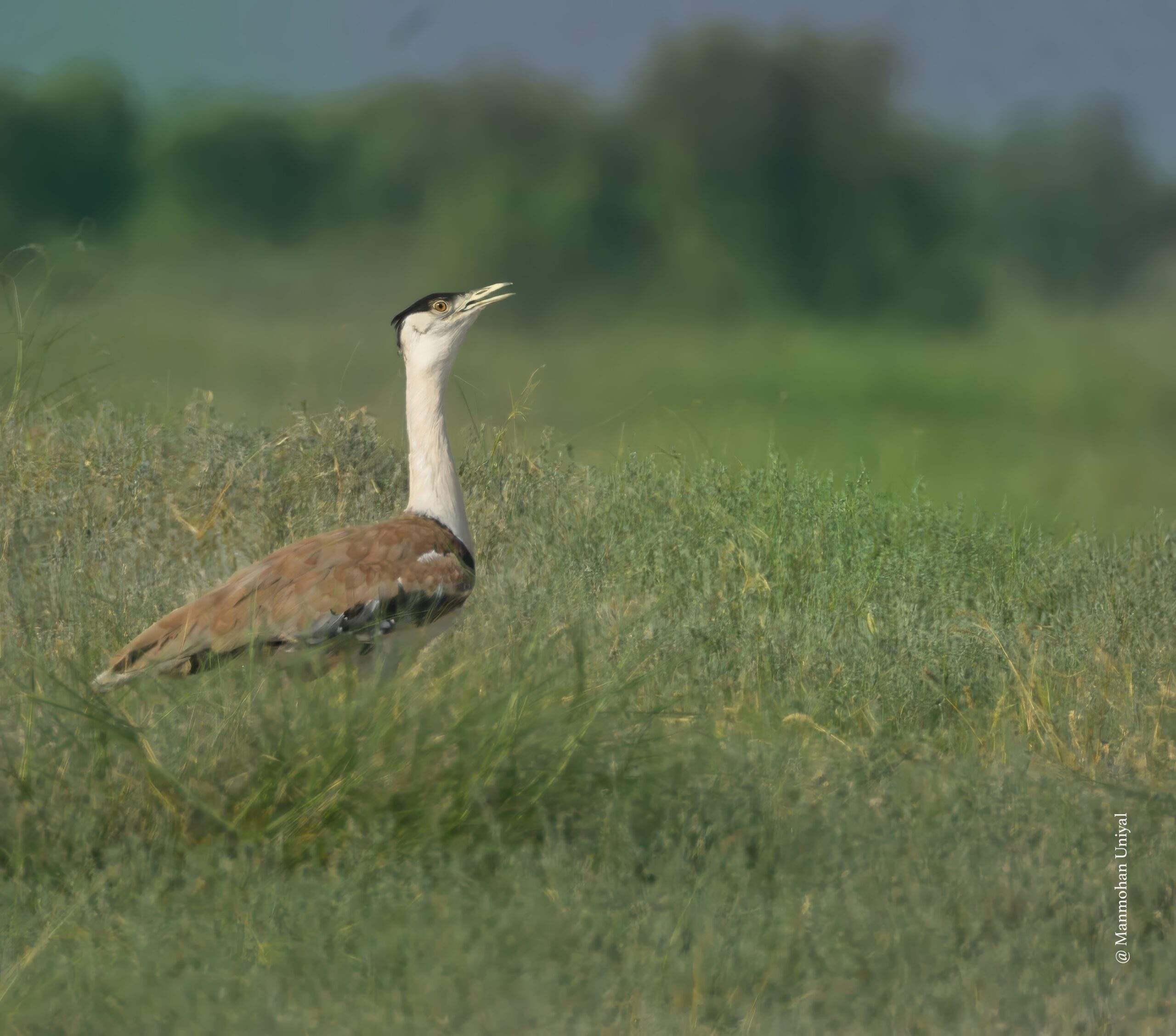 Great Indian Bustard