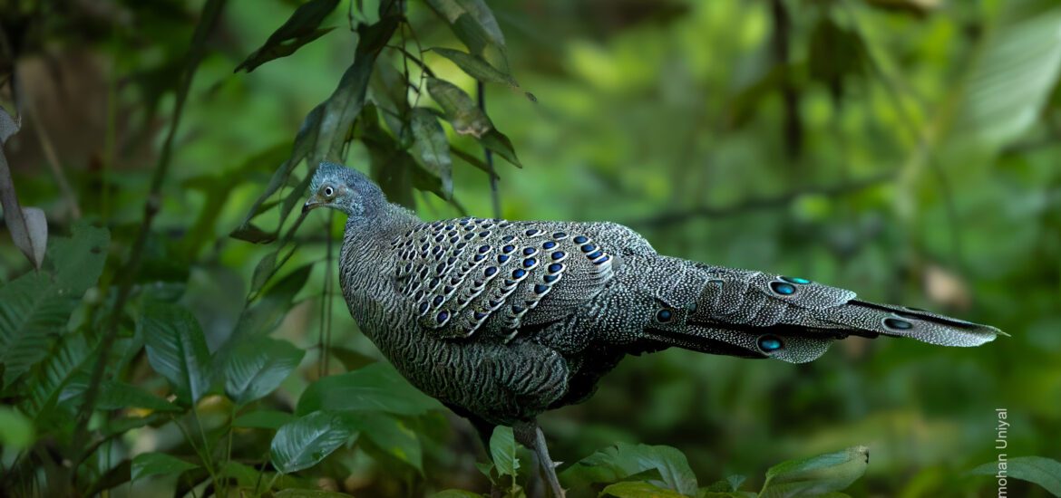 Grey-peacock Pheasant