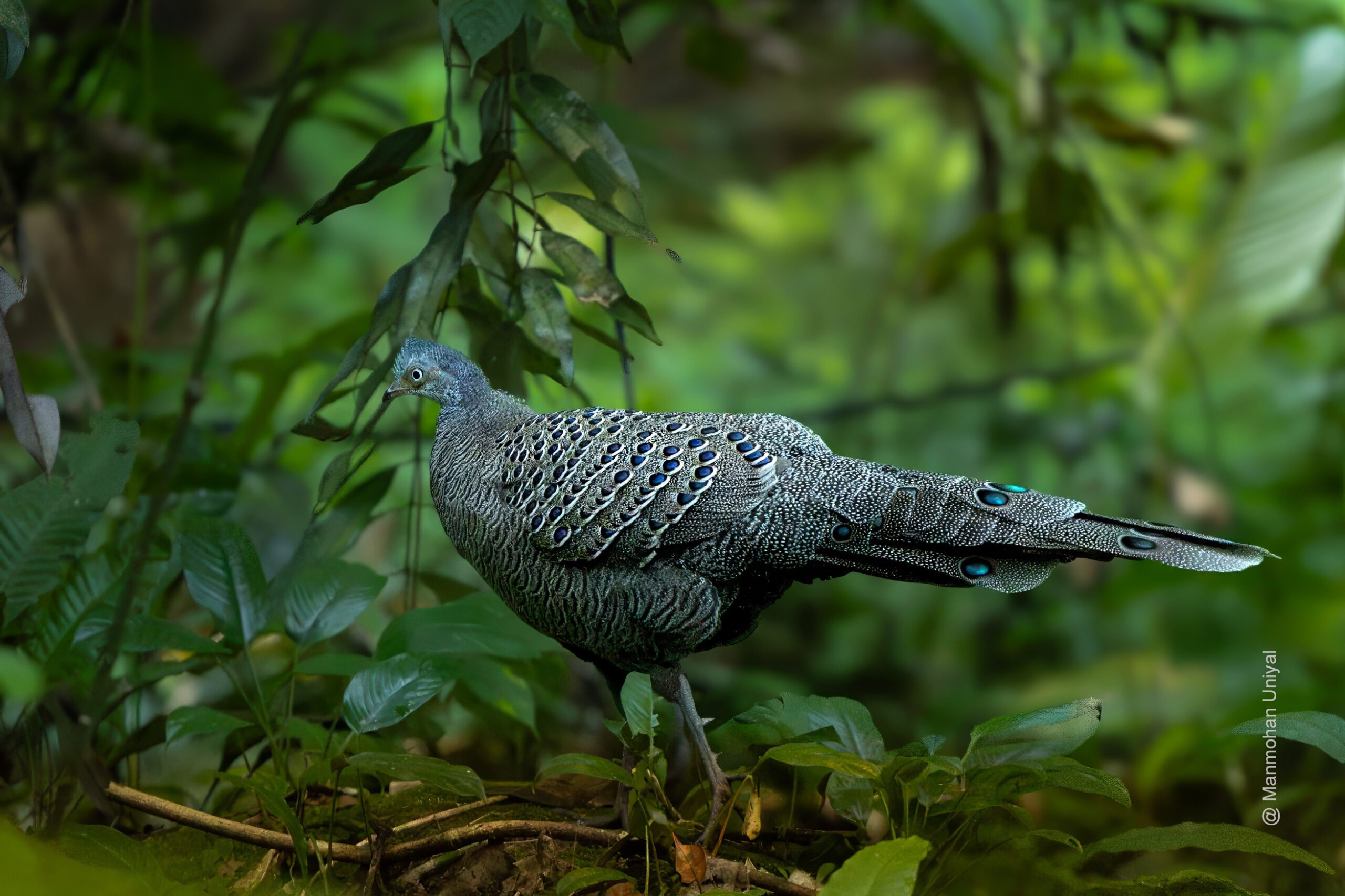 Grey-peacock Pheasant