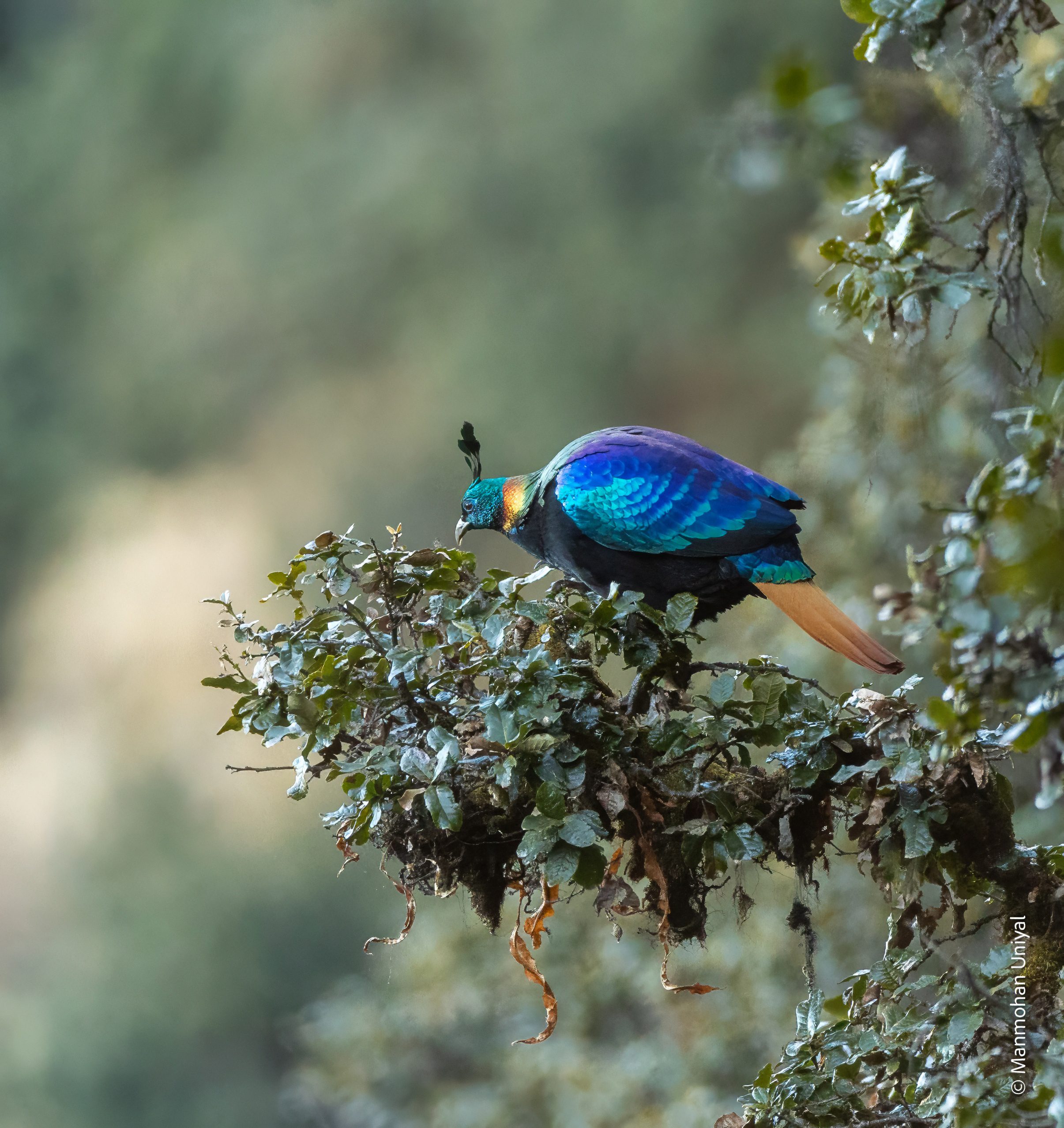 Sattal Birding