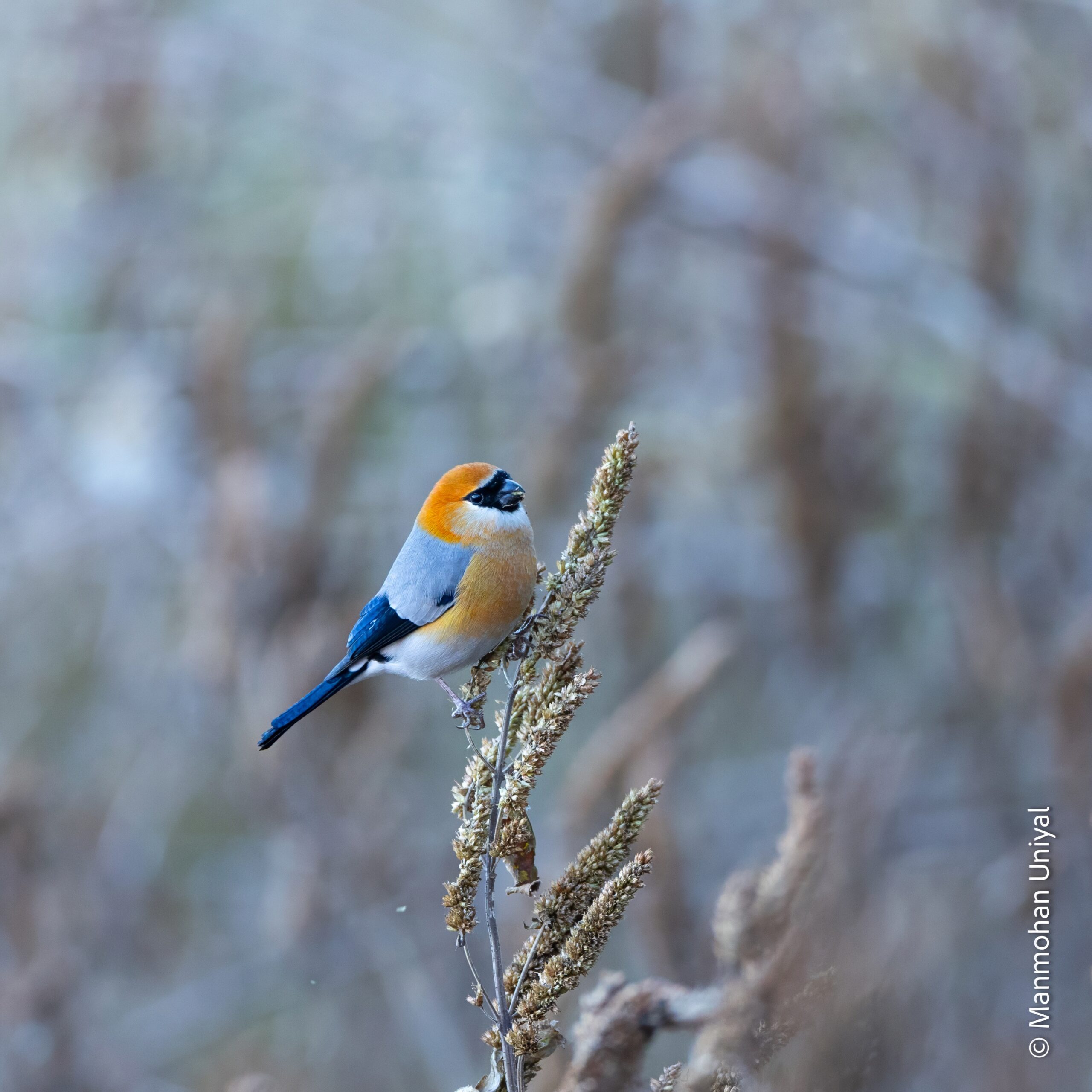 Red-headed Bullfinch