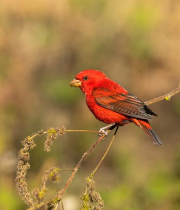 Scarlet Finch