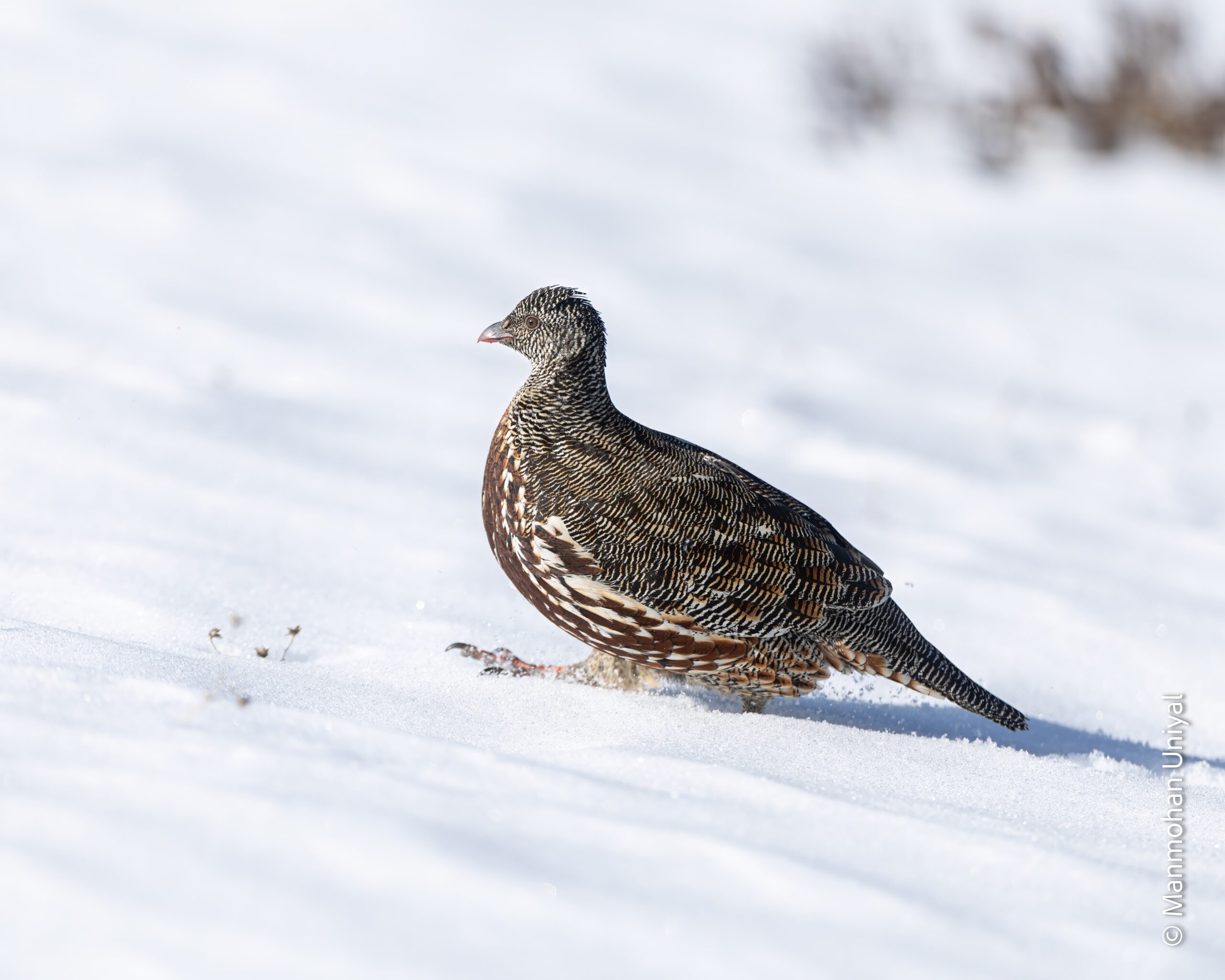 Sattal Birding