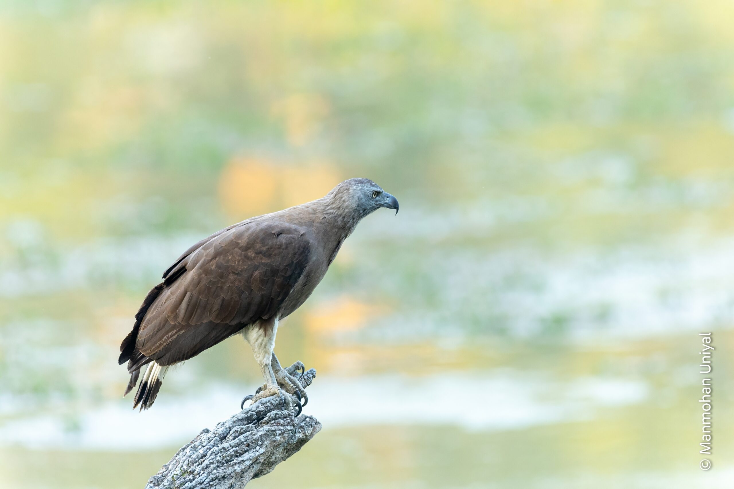 Gray headed Fish Eagle-Kaziranga
