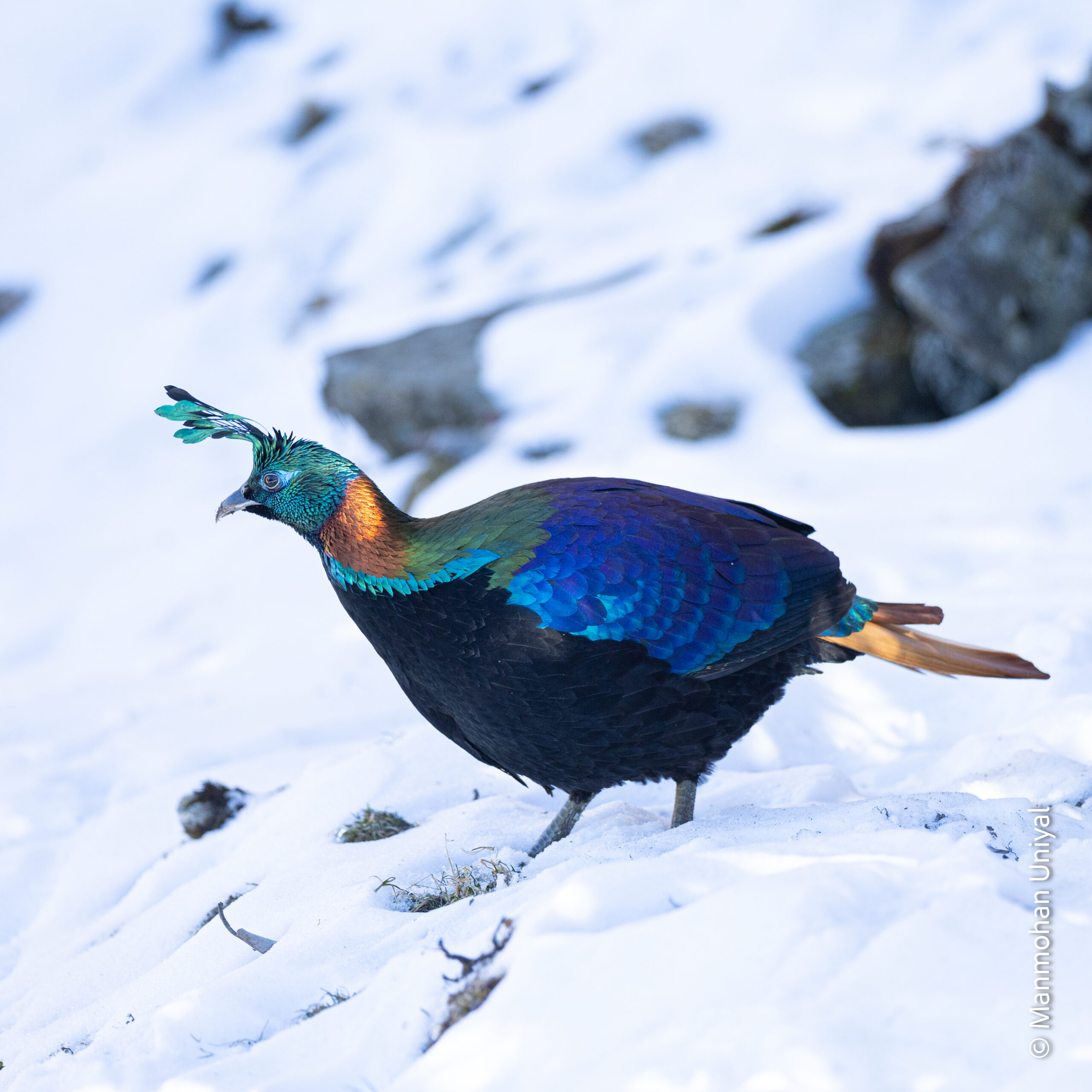 Himalayan Monal