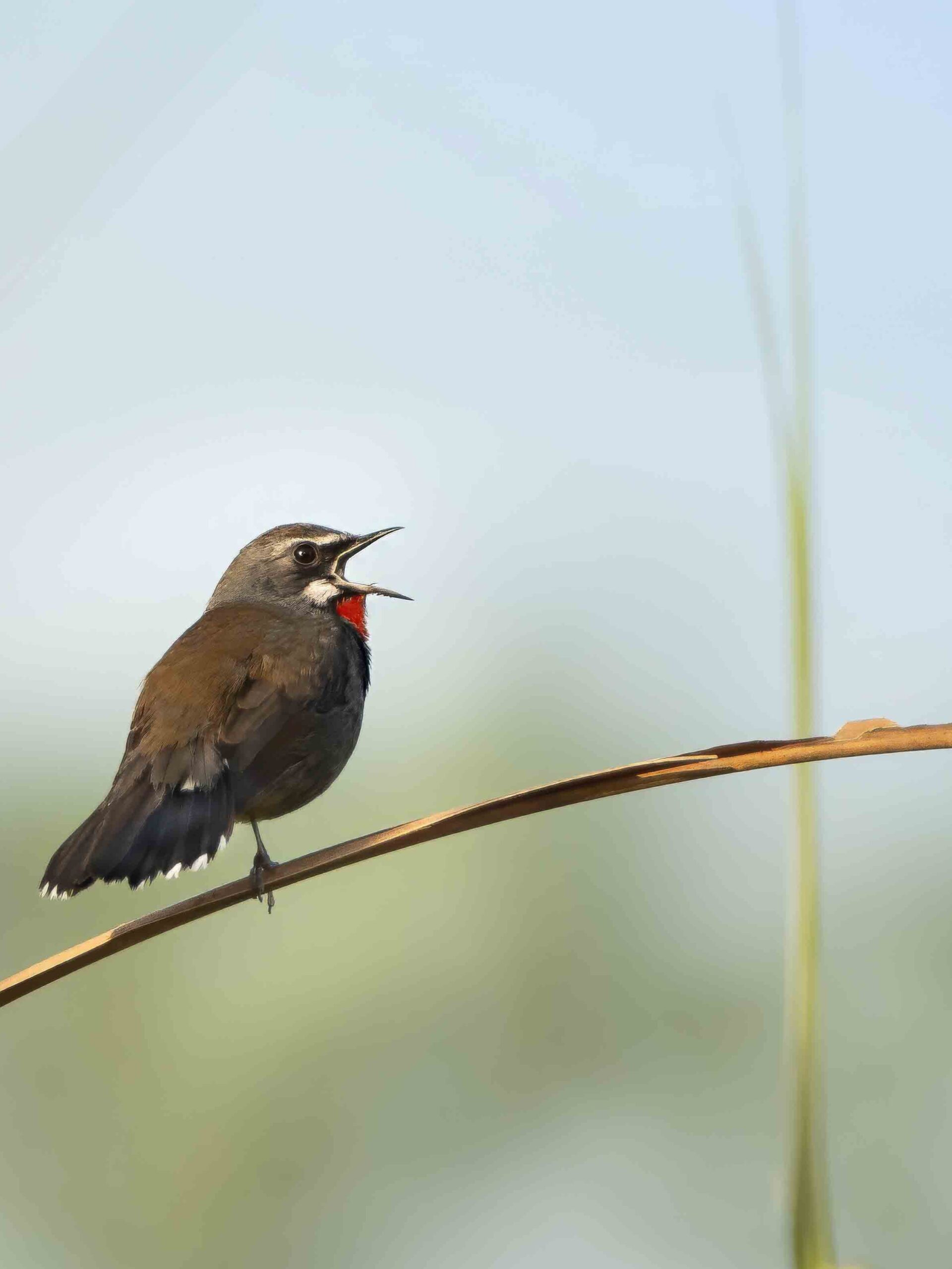 Sattal Birding