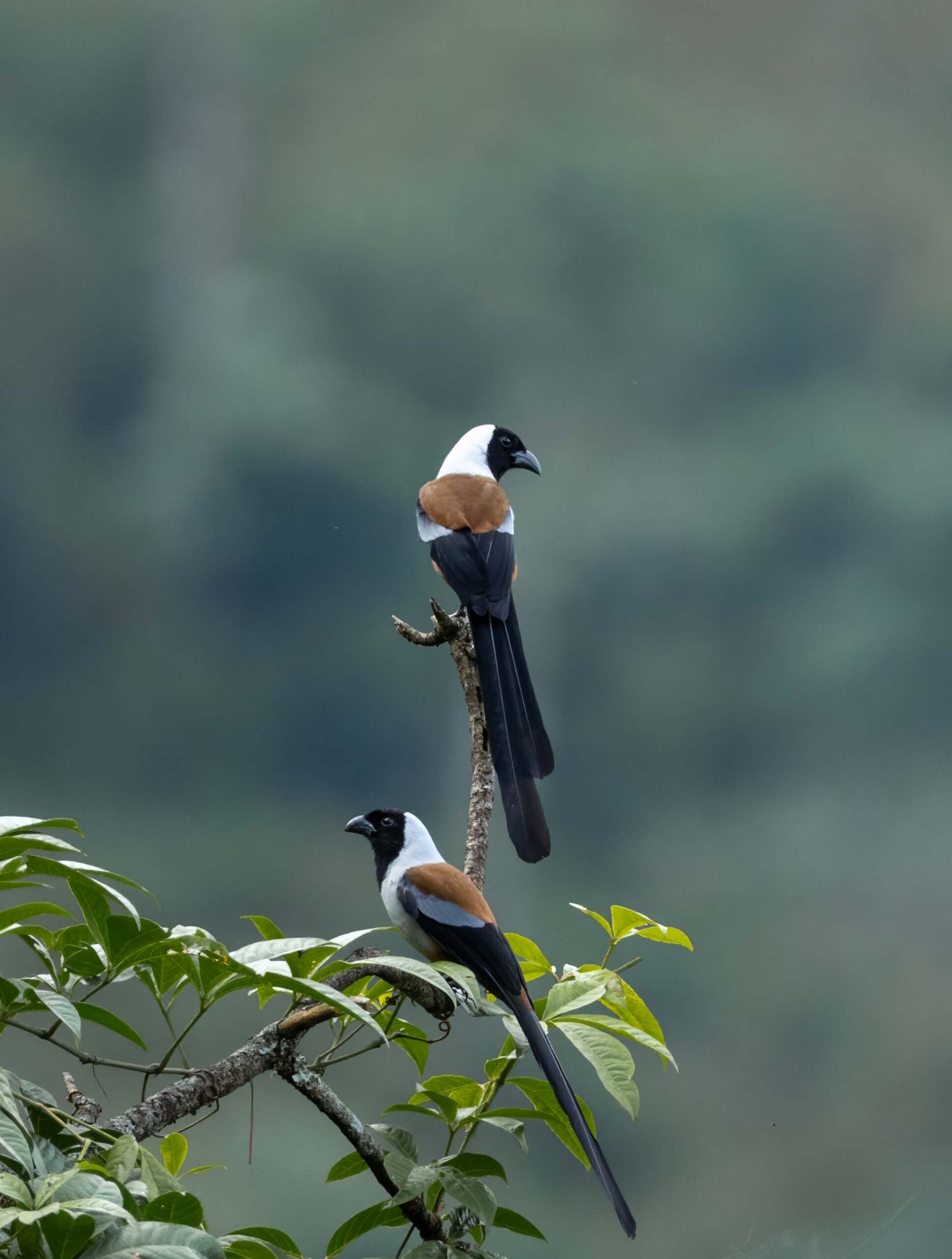Collared Treepie at Mangan-Sikkim