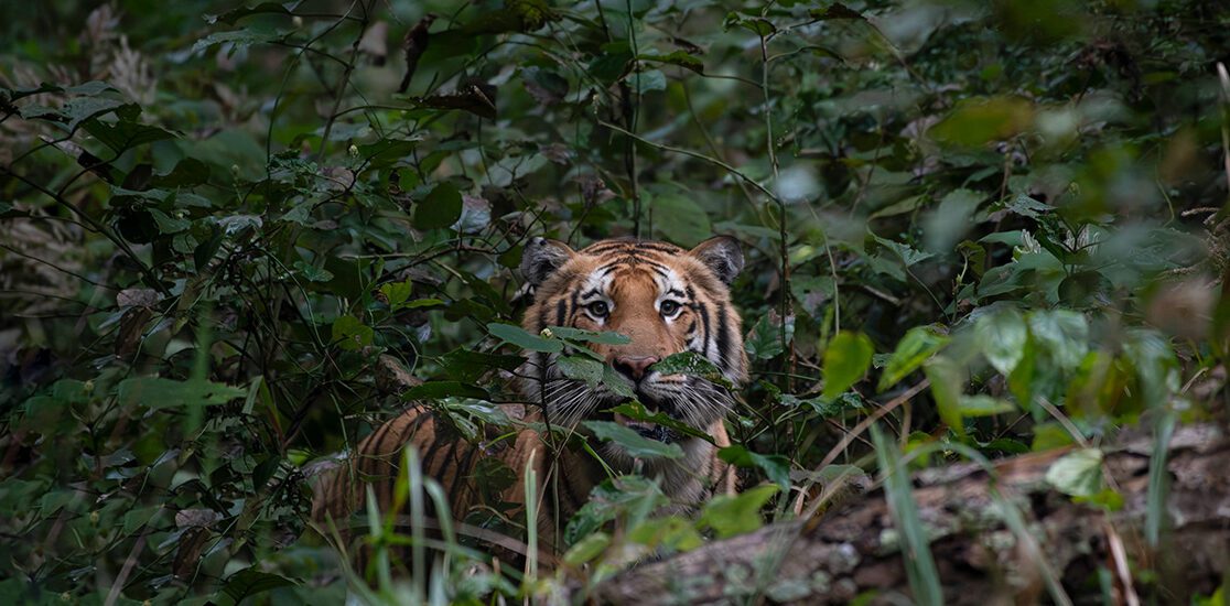 Tiger at Dudwa