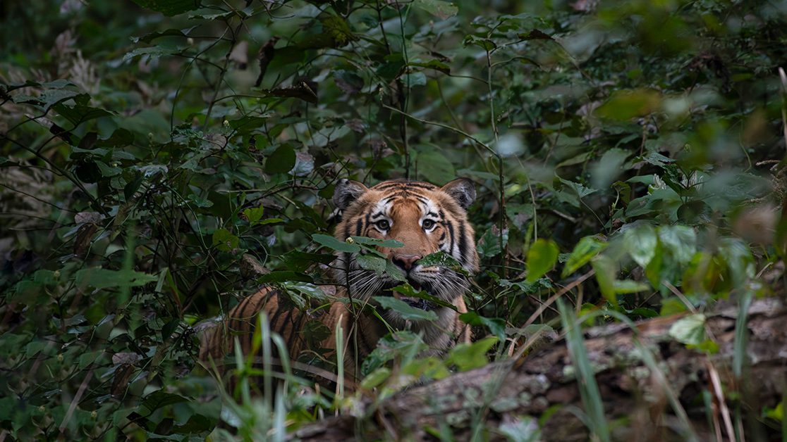 Tiger at Dudwa