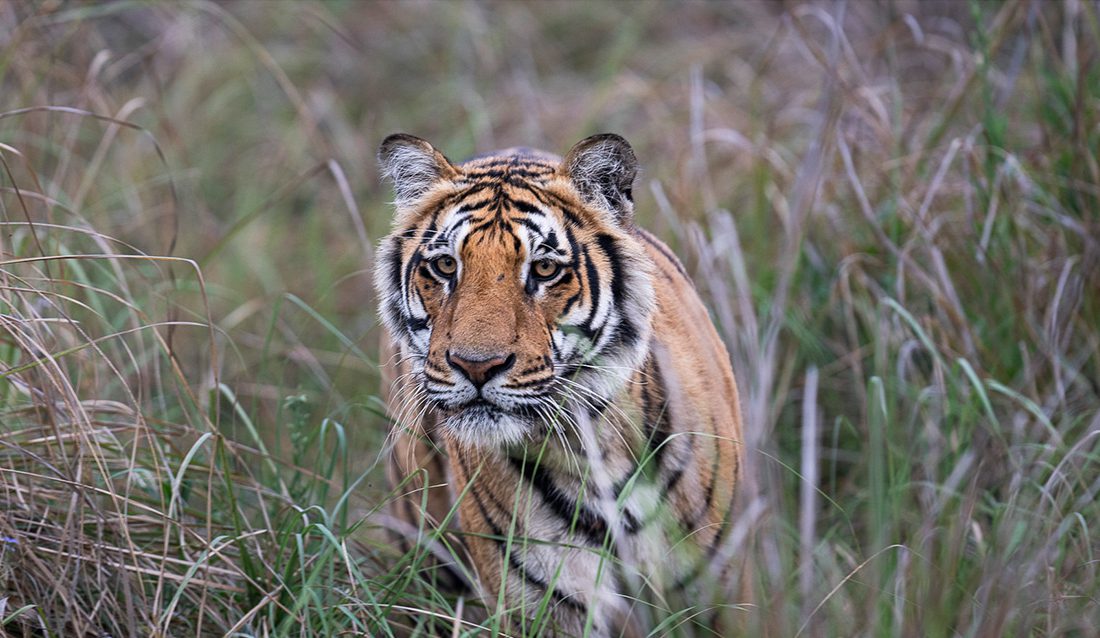 Dudwa Tiger