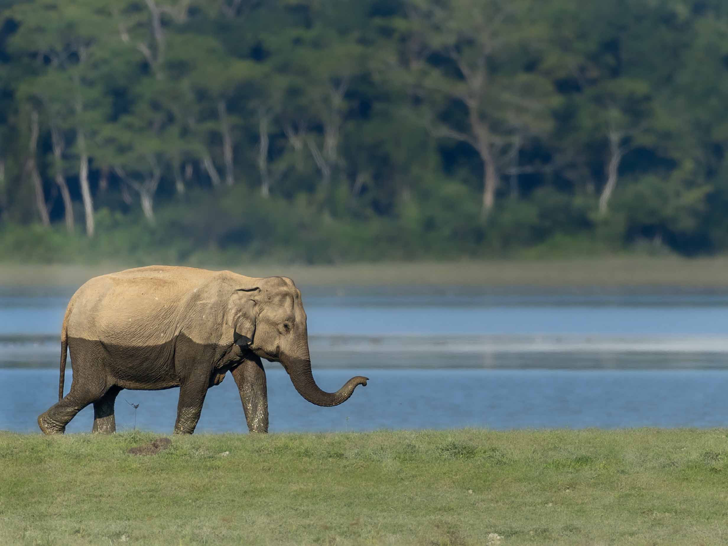 Elephant after bath in Kaziranga