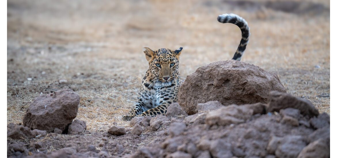 Jhalana Leopard