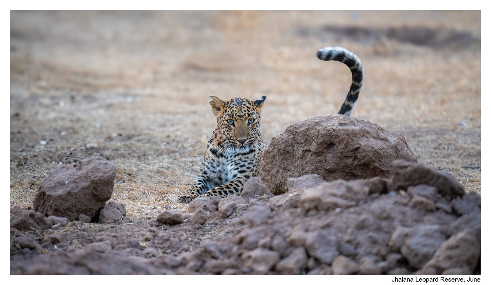 Jhalana Leopard