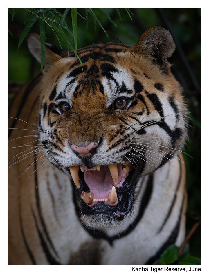 Tiger in Kanha