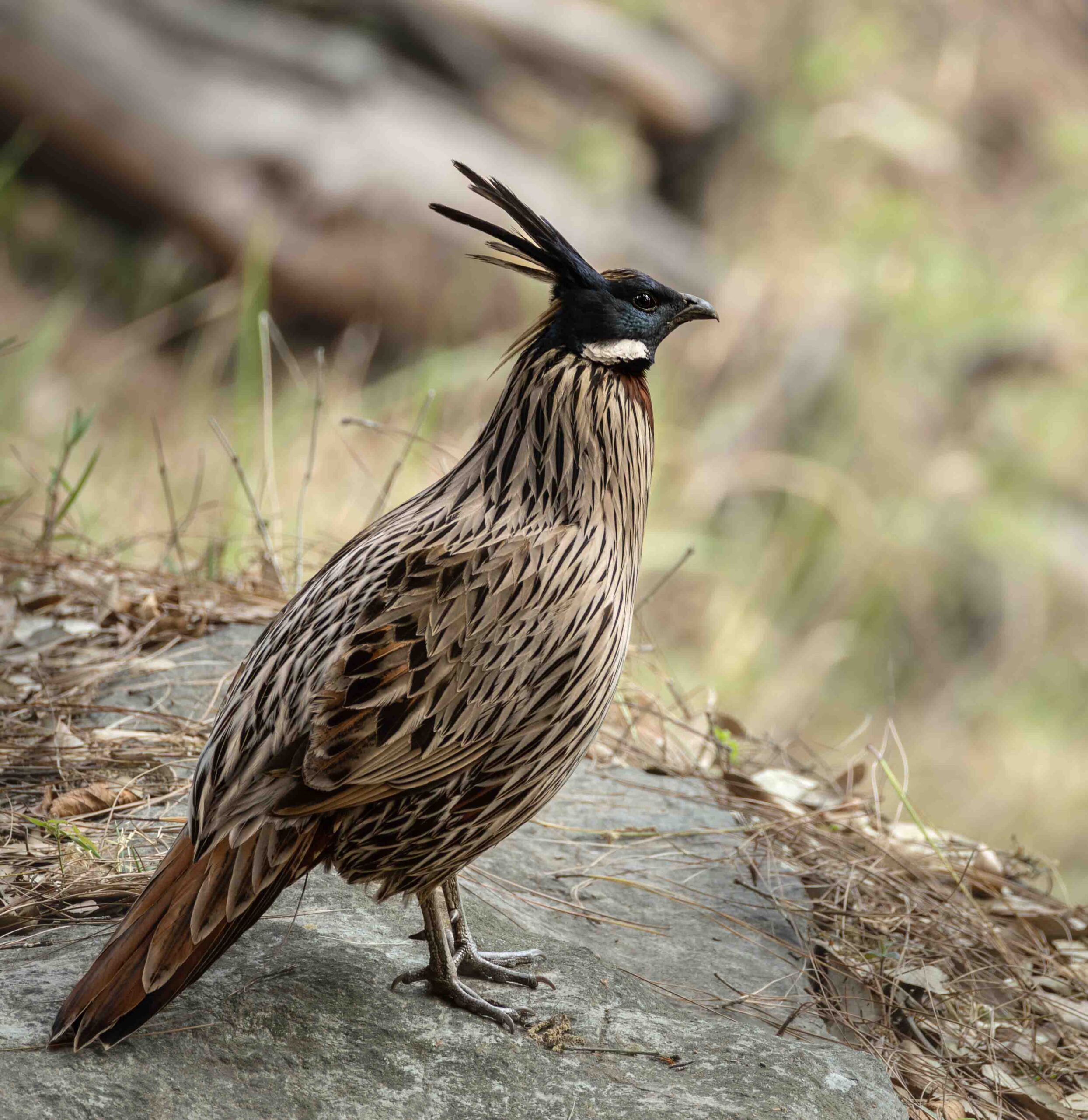Koklas Pheasant- Manila