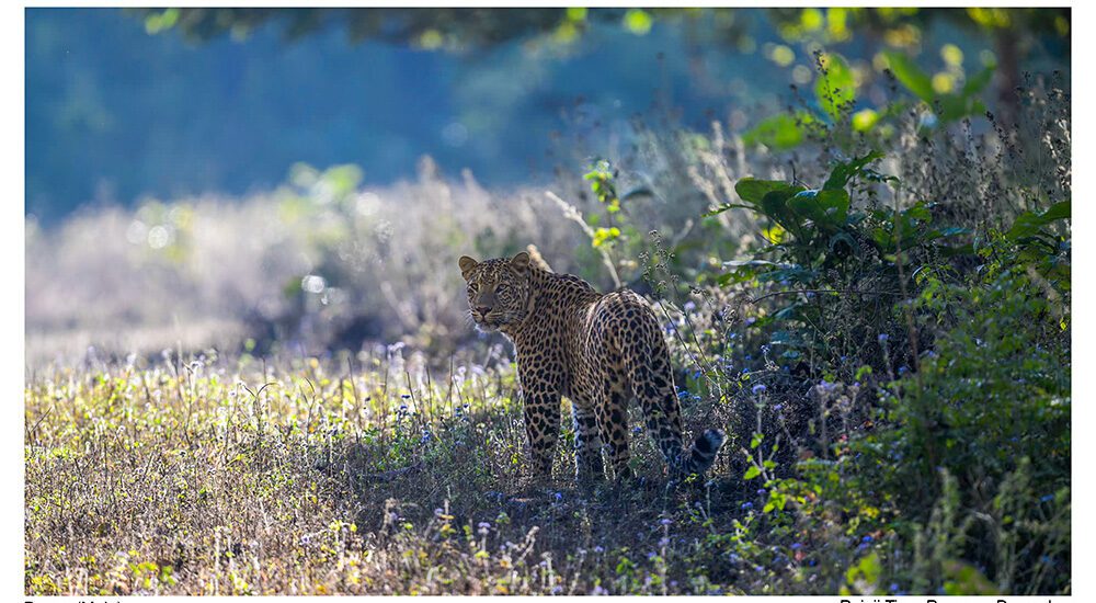 Leopard at Raja Ji Tiger Reserve