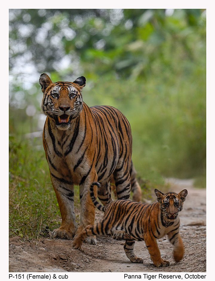 P 151 Tigress with Cub in Panna