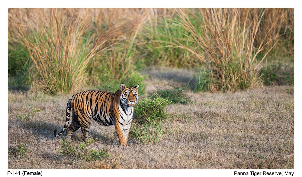 Tiger in Panna