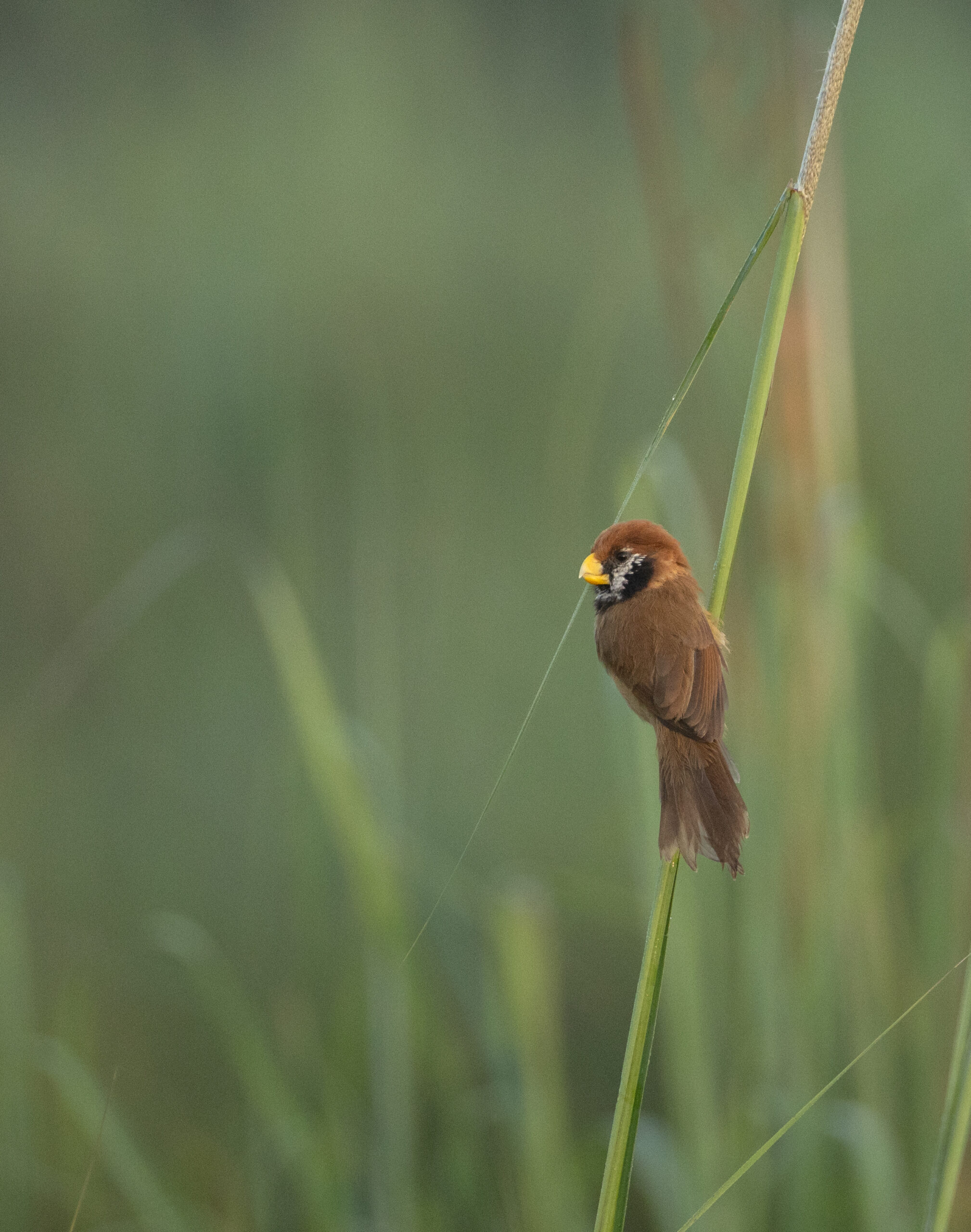 Parrotbill-Roing