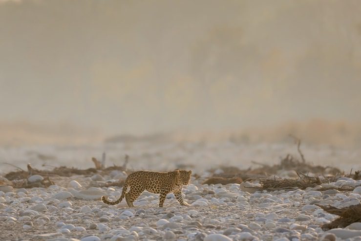 Leopard at Raja Ji Tiger Reserve