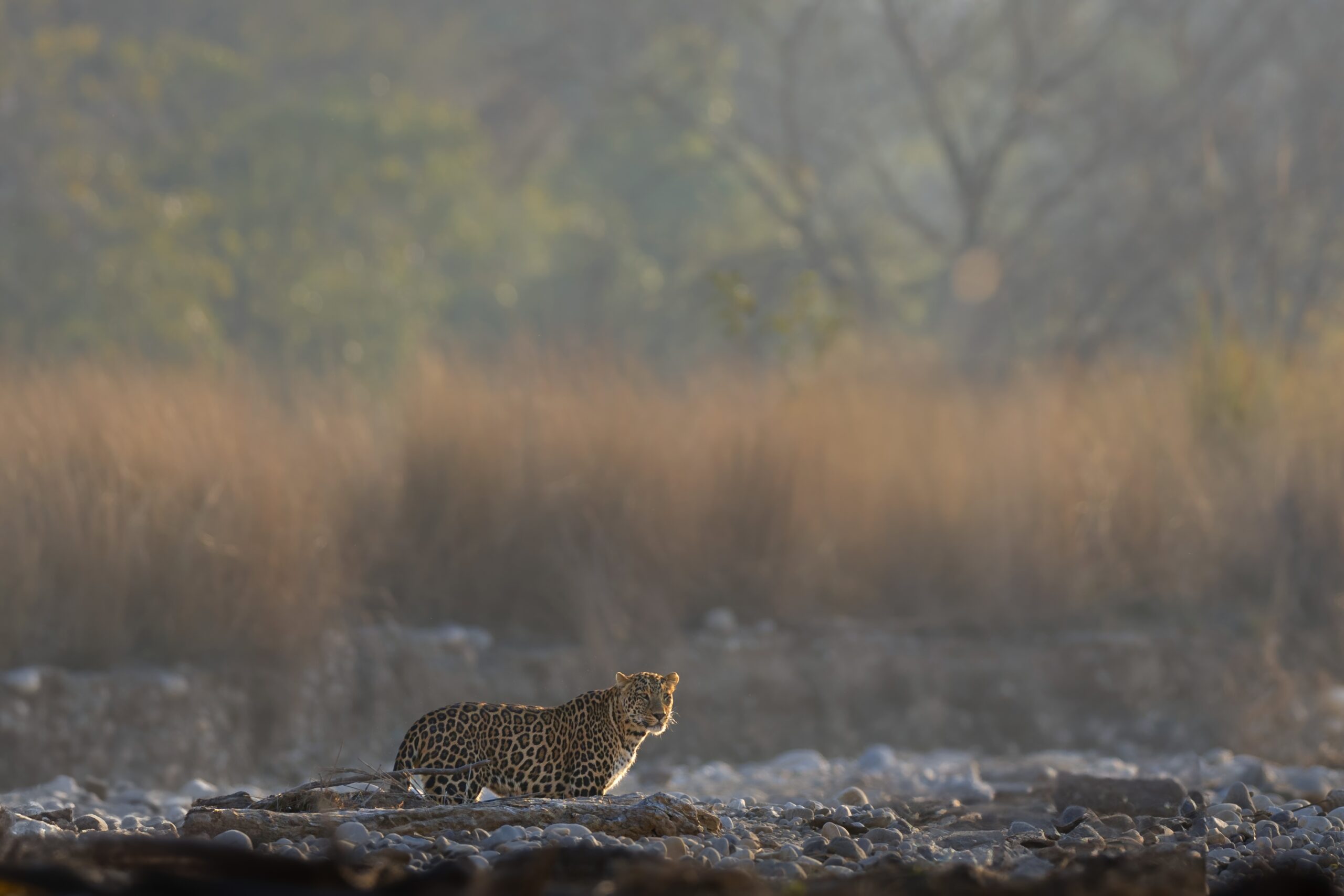 Raja Ji National Park-Leopard on river bed