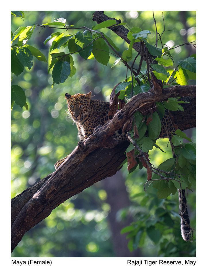 Leopard at Raja ji Tiger Reserve